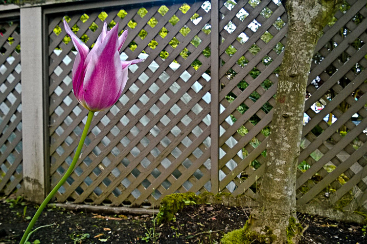 2 Quote A Flower Daily - Pink Tulip