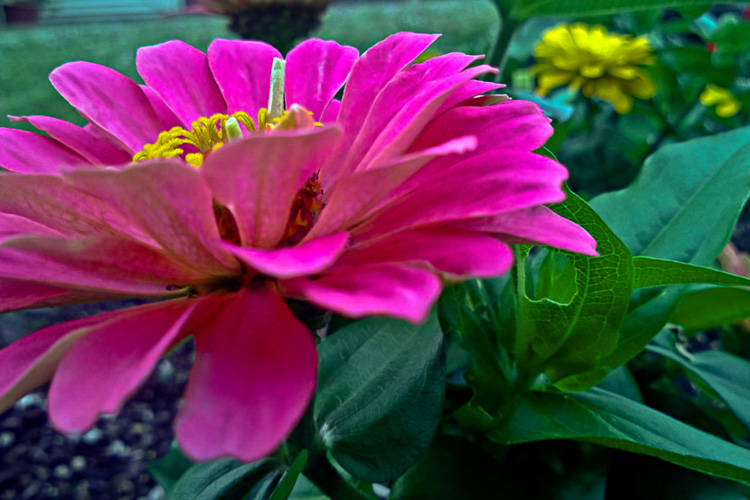 2 Quote A Flower Daily - Pink Zinnia