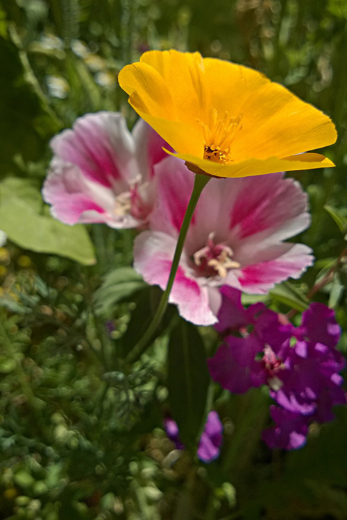 2 Quote A Flower Daily - Poppies