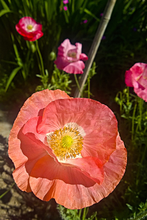 2 Quote A Flower Daily - Poppy Sun