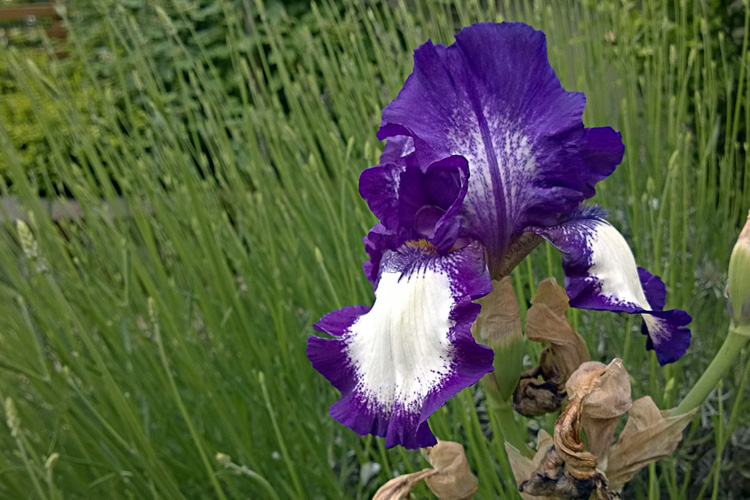 2 Quote A Flower Daily - Purple Bearded Iris