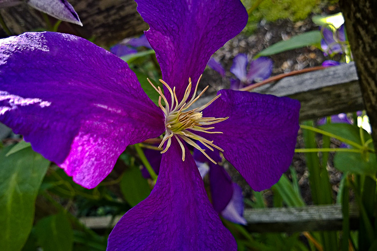 2 Quote A Flower Daily - Purple Clematis-2