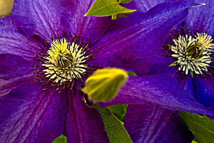 2 Quote A Flower Daily - Purple Clematis Duo