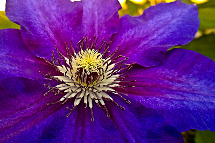 2 Quote A Flower Daily - Purple Clematis Macro