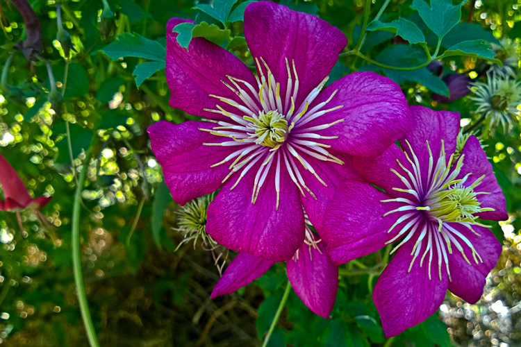 2 Quote A Flower Daily - Purple Clematis