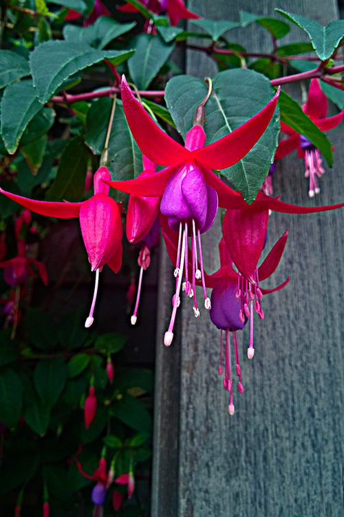 2 Quote A Flower Daily - Purple Fuchsia