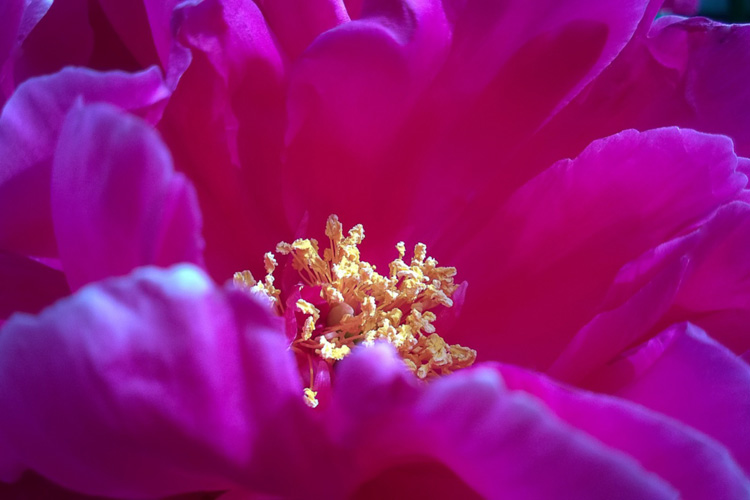 2 Quote A Flower Daily - Purple Hibiscus