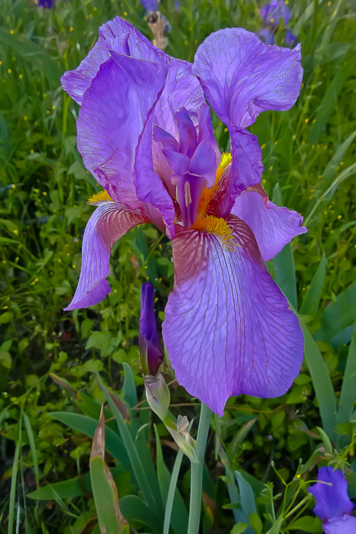 2 Quote A Flower Daily - Purple Iris 01