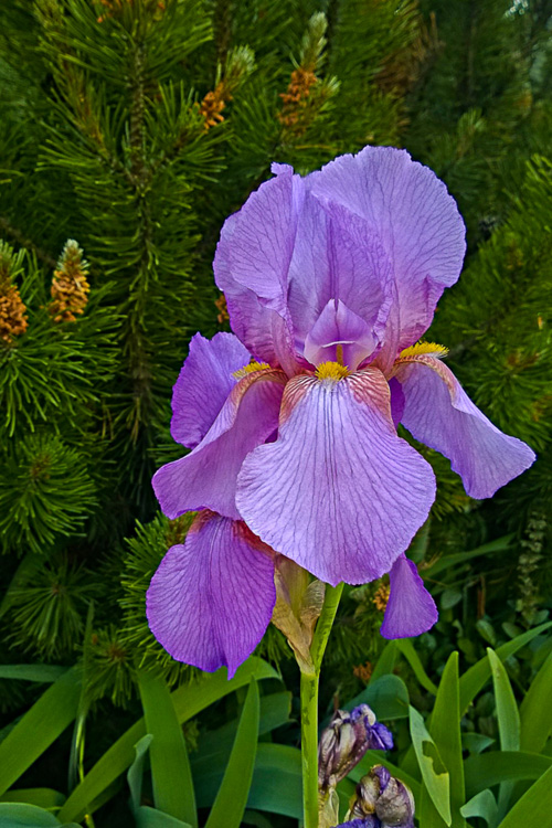 2 Quote A Flower Daily - Purple Iris 02