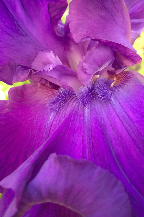 2 Quote A Flower Daily - Purple Iris Abstract
