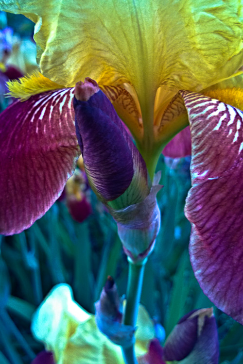 2 Quote A Flower Daily - Purple Iris Bud-2
