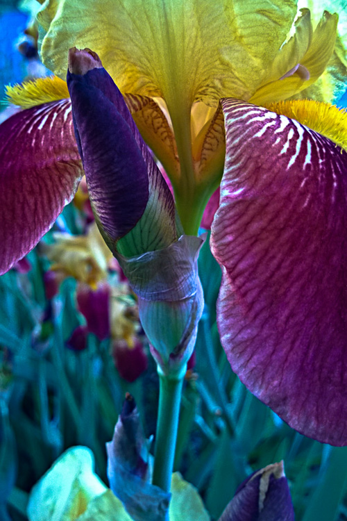 2 Quote A Flower Daily - Purple Iris Bud-3