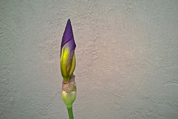 2 Quote A Flower Daily - Purple Iris Bud