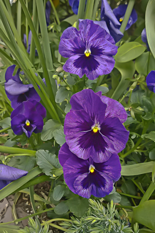 2 Quote A Flower Daily - Purple Pansies