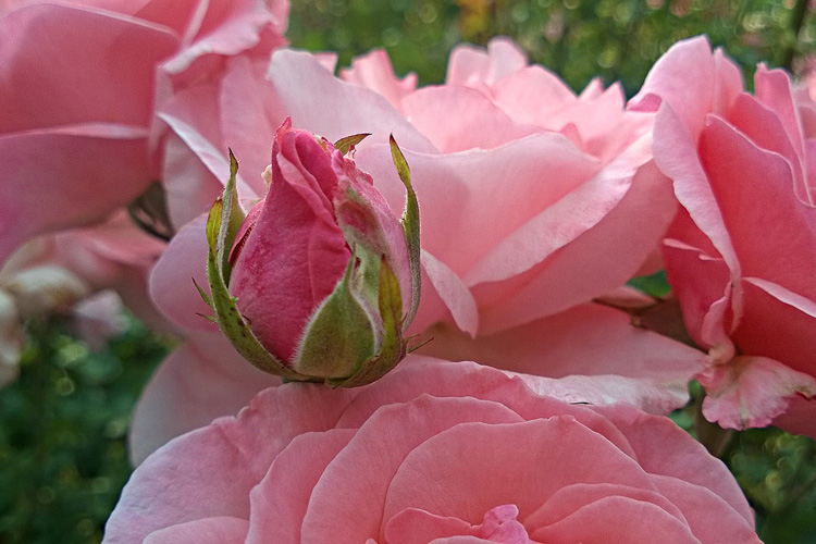 2 Quote A Flower Daily - Queen Elizabeth Rose Bud