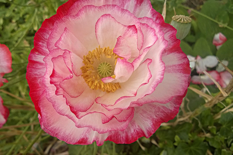 2 Quote A Flower Daily - Red and White Poppy