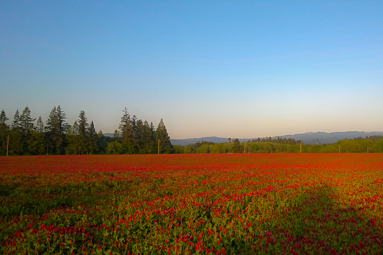 2 Quote A Flower Daily - Red Clover Field