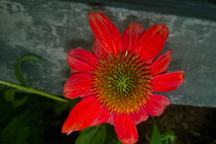 2 Quote A Flower Daily - Red Echinacea