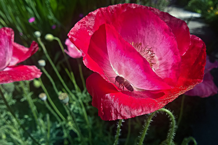 2 Quote A Flower Daily - Red Poppy Bee Shade