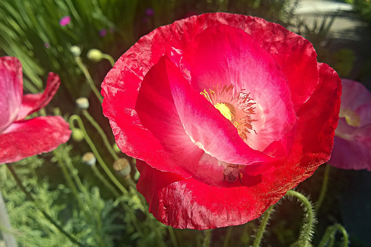 2 Quote A Flower Daily - Red Poppy with Bee 01