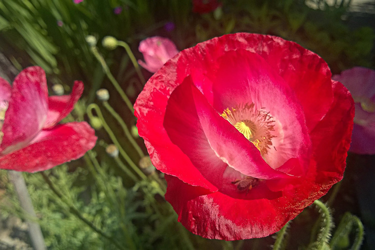 2 Quote A Flower Daily - Red Poppy with Bee 02