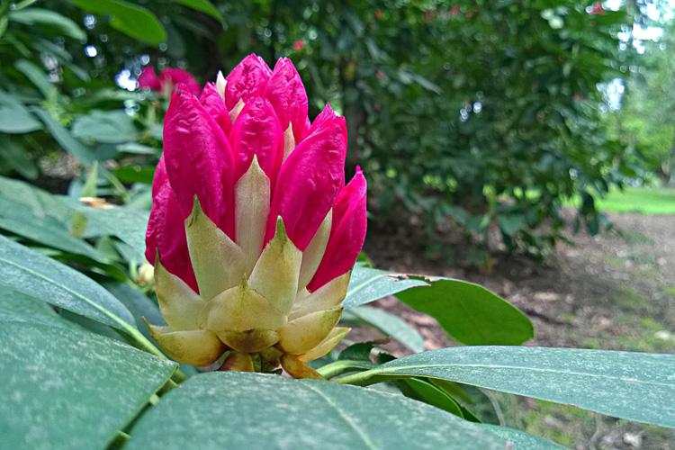 2 Quote A Flower Daily - Red Rhododendron Buds