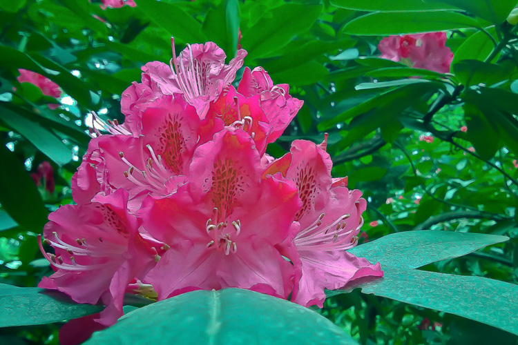 2 Quote A Flower Daily - Red Rhododendron