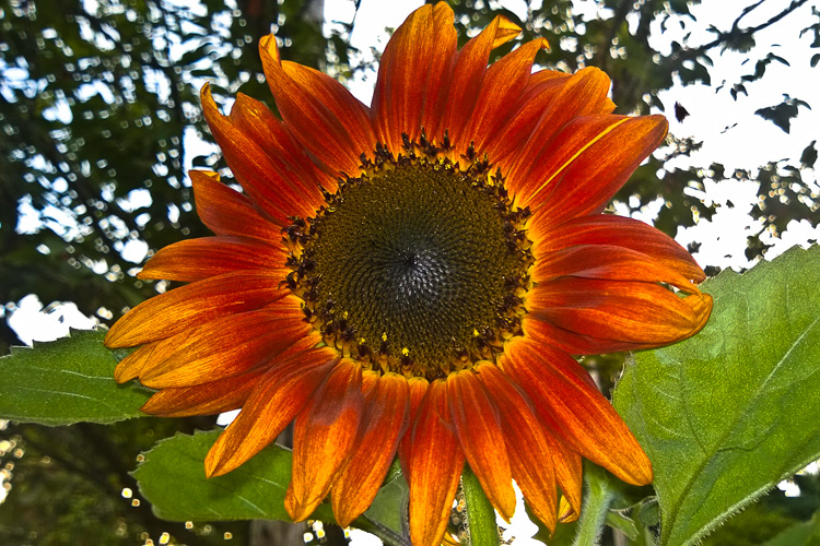 2 Quote A Flower Daily - Red Sunflower