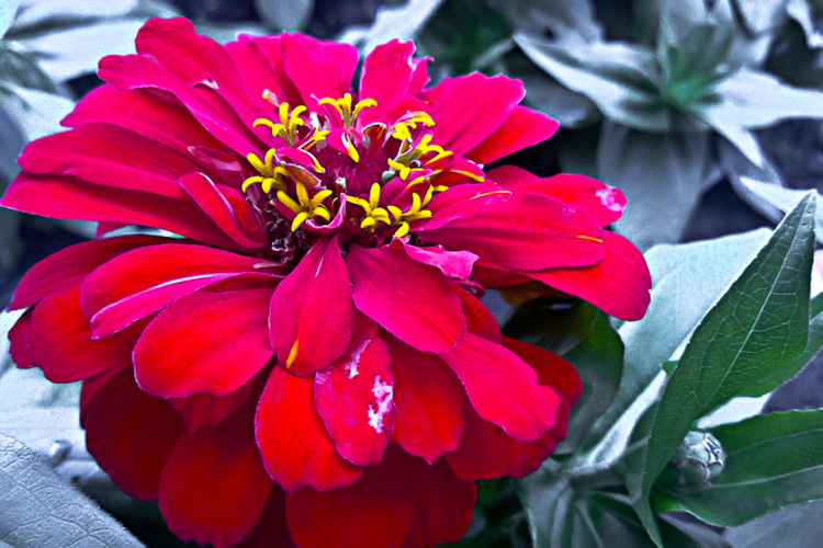 2 Quote A Flower Daily - Red Zinnia