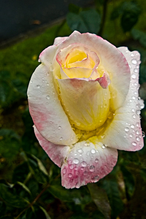 2 Quote A Flower Daily - Rose