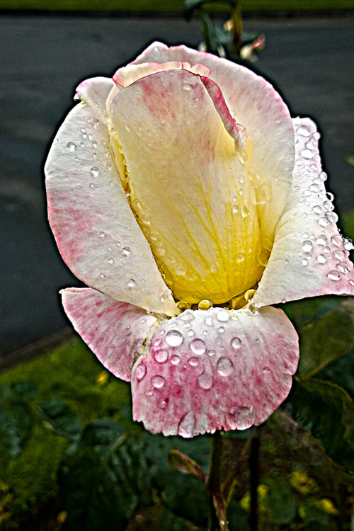 2 Quote A Flower Daily - Rose 02