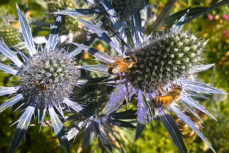2 Quote A Flower Daily - Sea Holly with Bees