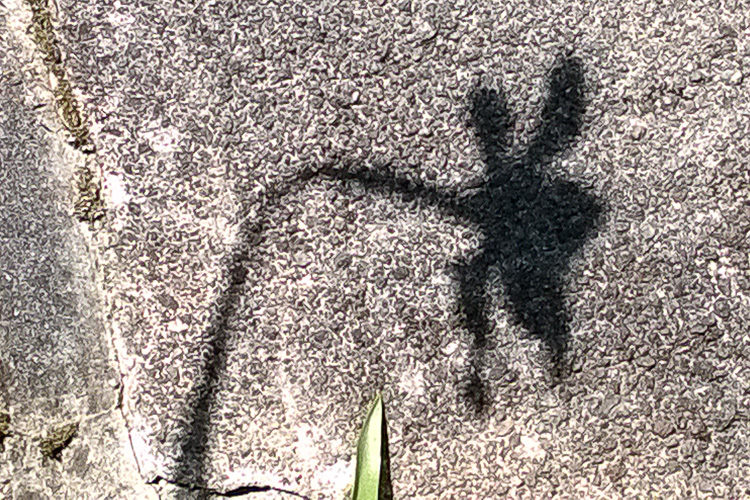 2 Quote A Flower Daily - Shadow Flower 02