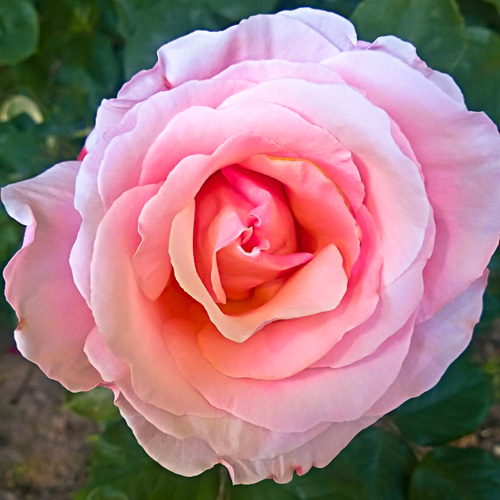 2 Quote A Flower Daily - Soft Pink Rose