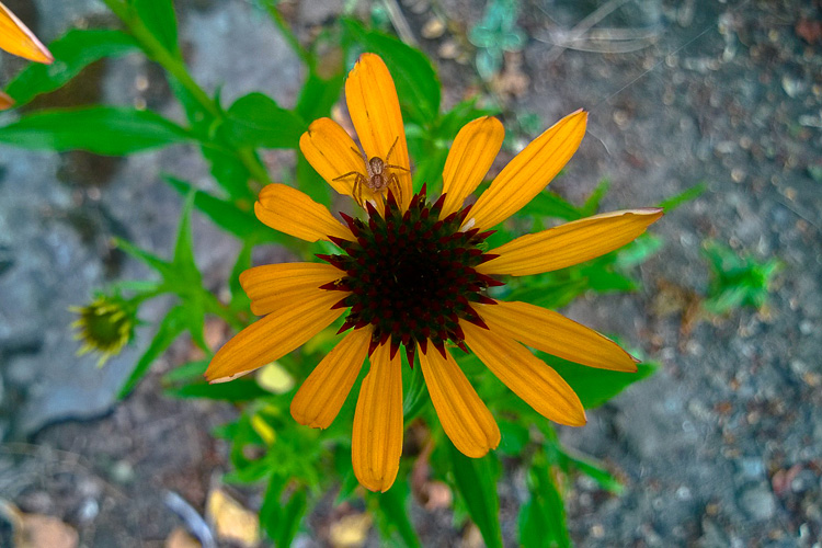 2 Quote A Flower Daily - Spider Flower