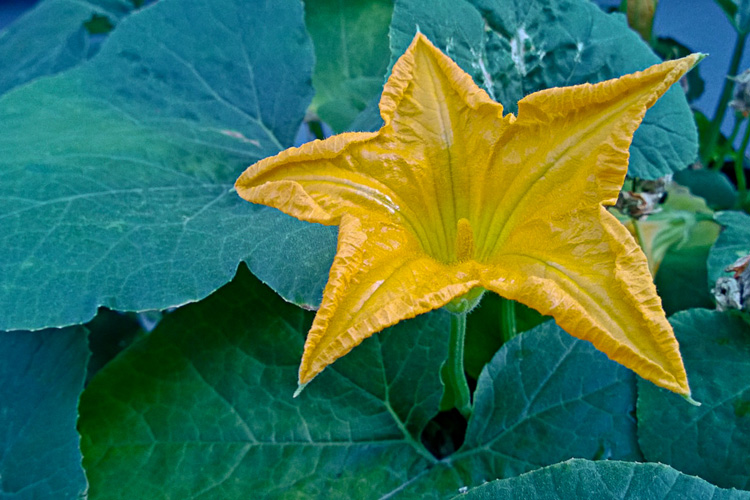 2 Quote A Flower Daily - Squash Star