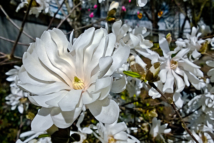 2 Quote A Flower Daily - Star Magnolia