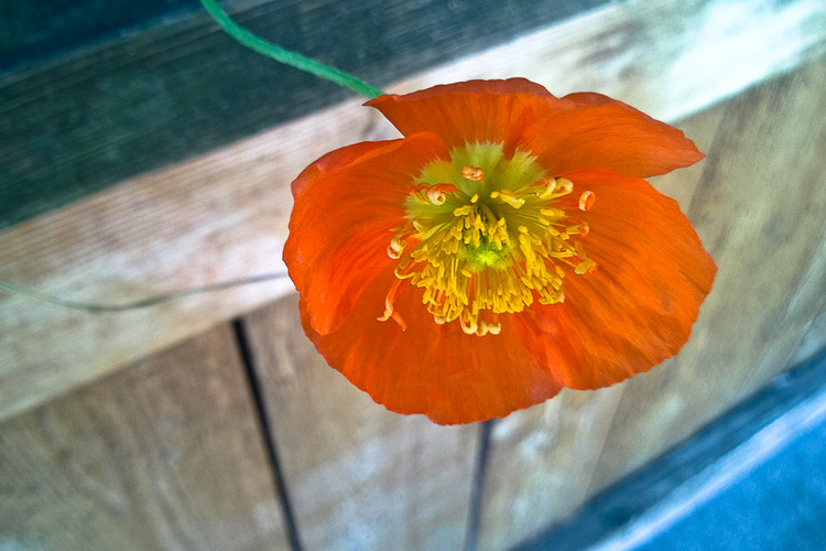 2 Quote A Flower Daily - Stray Poppy