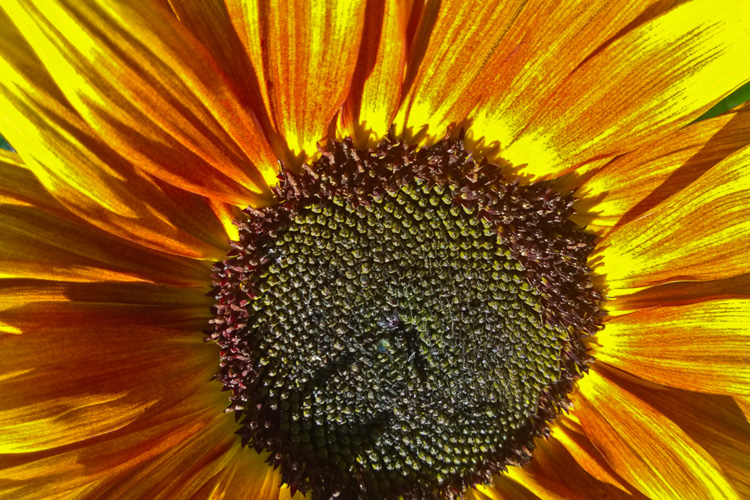 2 Quote A Flower Daily - Sunflower Blaze