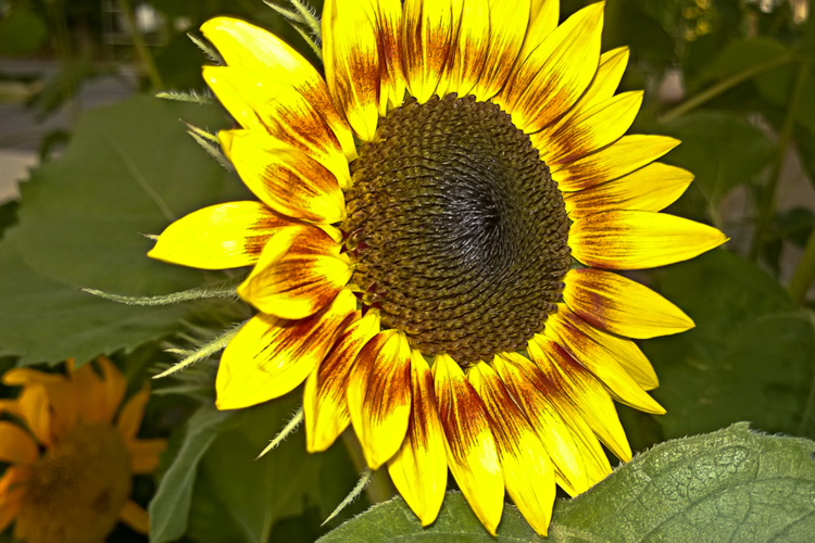 2 Quote A Flower Daily - Sunflower