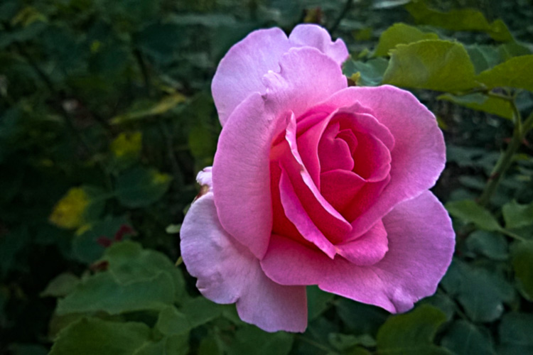 2 Quote A Flower Daily - Tiffany Pink Rose 02