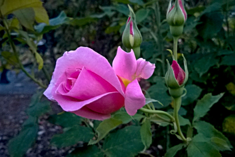 2 Quote A Flower Daily - Tiffany Pink Rose Buds