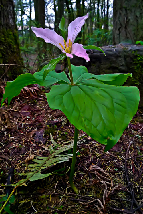 2 Quote A Flower Daily - Trillium 02