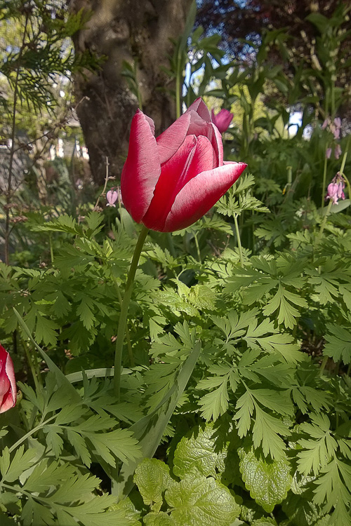 2 Quote A Flower Daily - Tulip Red and White