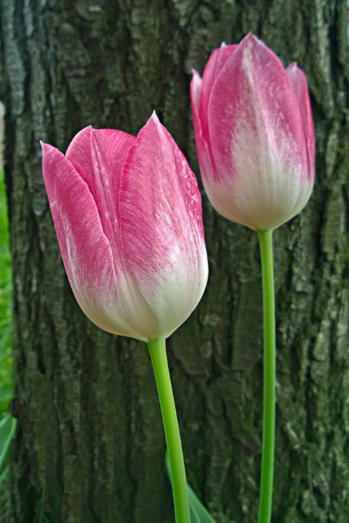 2 Quote A Flower Daily - Tulips PInk and White