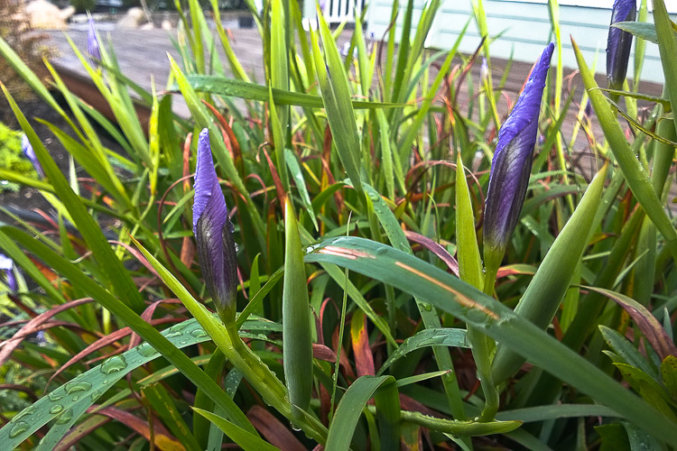 2 Quote A Flower Daily - Two Iris Buds