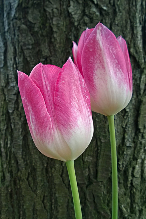 2 Quote A Flower Daily - Two Tulips