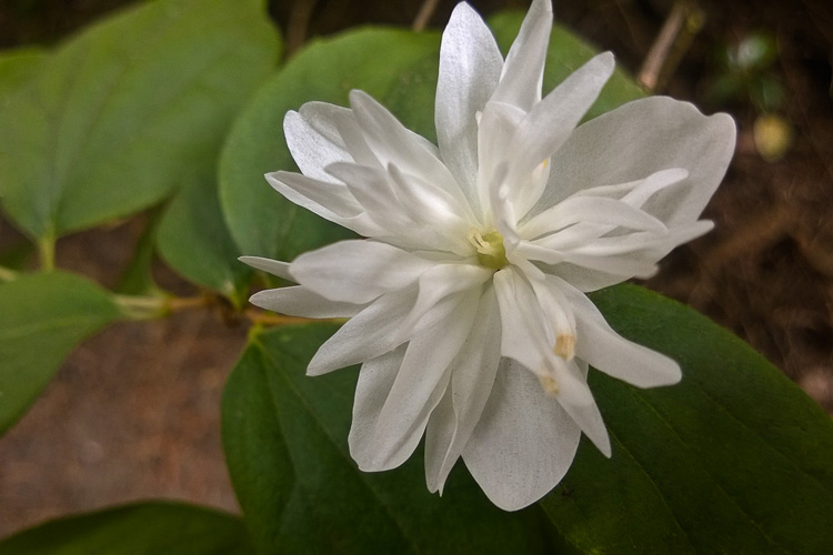 2 Quote A Flower Daily - White Abstract