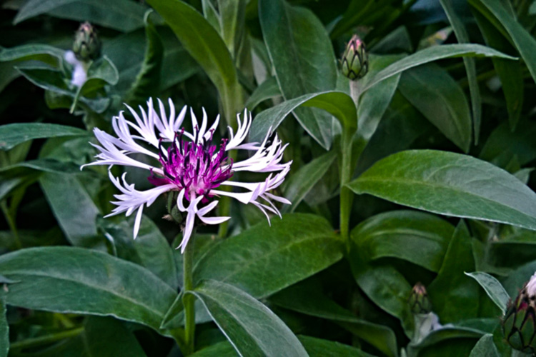 2 Quote A Flower Daily - White Batchelor Button