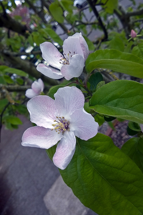 2 Quote A Flower Daily - White Blossom Tree